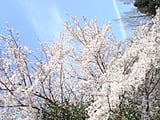 野外リハ：観桜